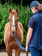 KS300622-76 - Cupboard Love's foal by Territories